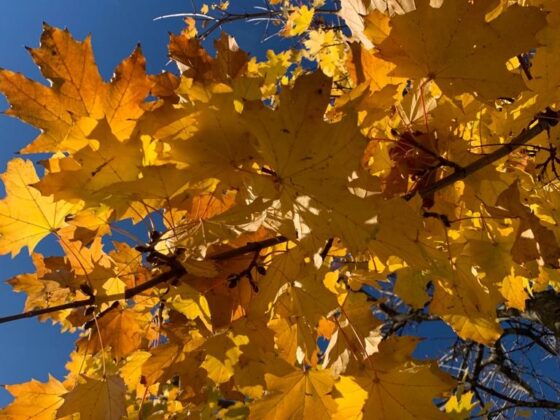 Herbst - leopold steuerberatung gmbh