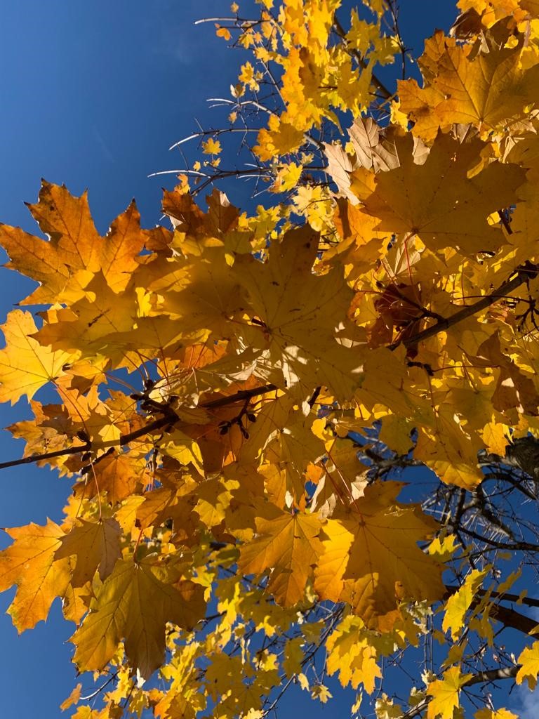 Herbst - leopold steuerberatung gmbh