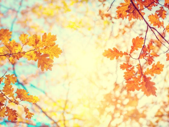 Ihr Herbst Update in der leopold steuerberatung gmbh